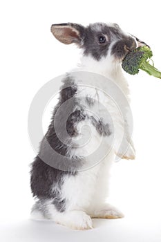 Grey bunny eating a broccoli, isolated