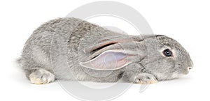 Grey bunny rabbit.