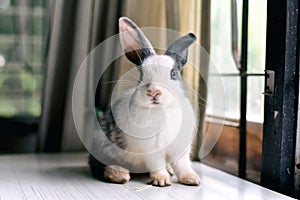 Grey bunny rabbit looking frontward to viewer, Little bunny sitting on white desk