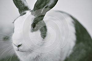 Grey bunny rabbit looking frontward to viewer, Little bunny sitting on white desk.