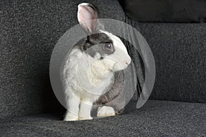 Grey bunny rabbit looking to viewer, Little bunny sitting on sofa armchair.