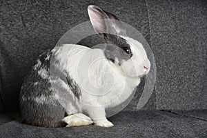 Grey bunny rabbit looking to viewer, Little bunny sitting on sofa armchair.