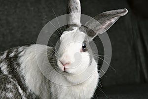 Grey bunny rabbit looking to viewer, Little bunny sitting on sofa armchair photo
