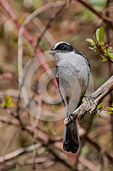 Grey bush chat Saxicola ferreus