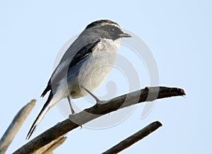 Grey bushchat