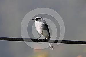 grey bushchat