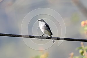 Grey bushchat