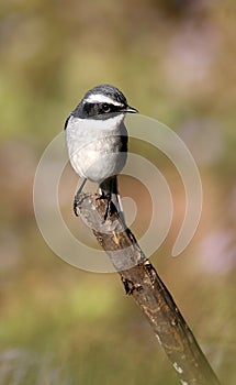 Grey bushchat