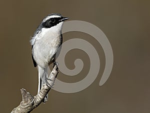 Grey bushchat