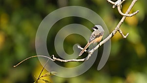 Grey bushchat female bird in Nepal