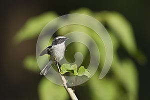 Grey bushchat male bird in Nepal