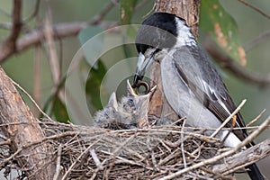 Grey Butcher Bird feeding chicks