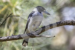 Grey Butcherbird