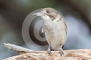 Grey Butcherbird