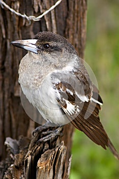 Grey butcherbird on a tree