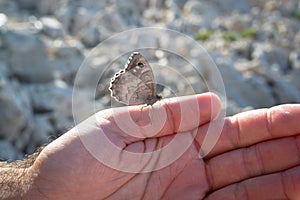 Grey butterfly on a hand