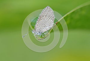 Grey butterfly with waterdrop