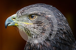 Grey buzzard eagle