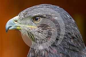 Grey buzzard eagle