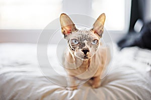 Grey Canadian mink point sphynx cat on bedroom