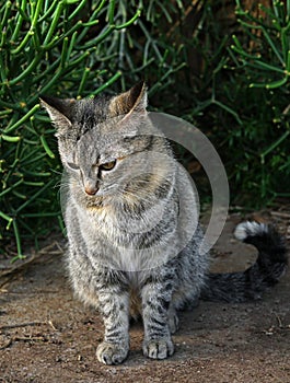 Grey canarian cat with green eyes looking to the floor standing on the natural background