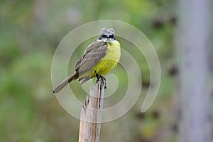 Grey-capped Flycatcher Myiozetetes granadensis