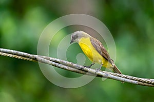 Grey-capped Flycatcher (Myiozetetes granadensis) in Costa Rica