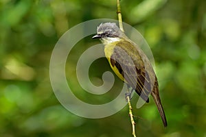 Grey-capped Flycatcher - Myiozetetes granadensis passerine bird of the large tyrant flycatcher family, breeds in cultivation,