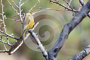 Grey-capped Greenfinch