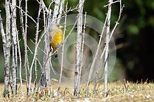 Grey-capped Greenfinch