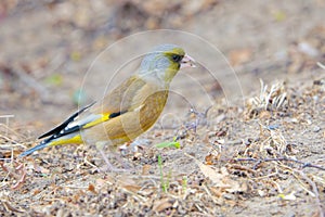 Grey-capped Greenfinch