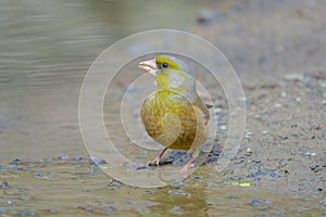 Grey-capped Greenfinch