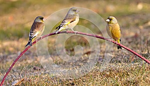 Grey-capped Greenfinch