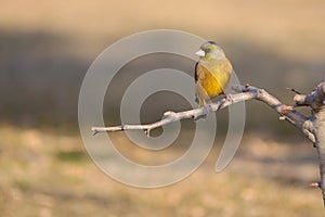 Grey-capped Greenfinch