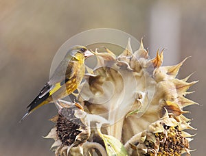 Grey-capped Greenfinch