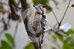 Grey capped pygmy woodpecker