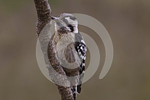 Grey capped pygmy woodpecker