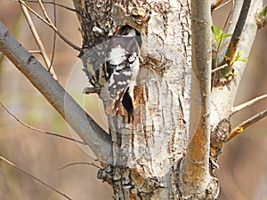 Grey-capped Pygmy Woodpecker building nests