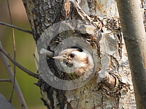 Grey-capped Pygmy Woodpecker photo
