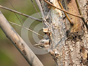 Grey-capped Pygmy Woodpecker photo