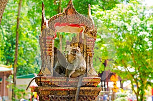 Grey capucin monkey in Tiger Cave temple, Krabi, Thailand