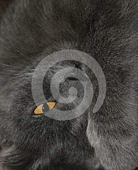 Grey cat