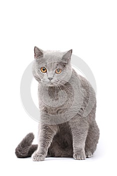 Grey cat