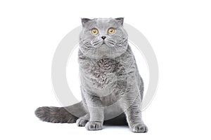 Grey cat