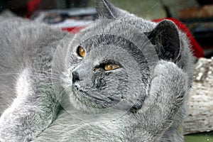 Grey cat