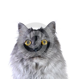 Grey cat