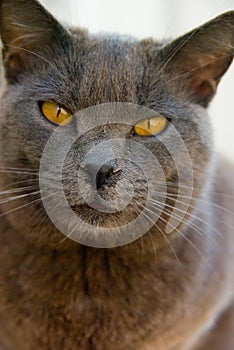 Grey cat.