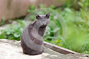 Grey cat