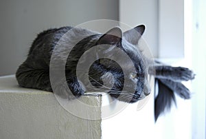 Grey cat