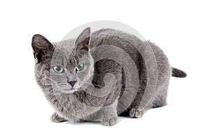 Grey cat